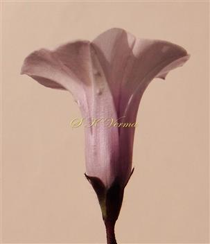  Flower-Lateral view
